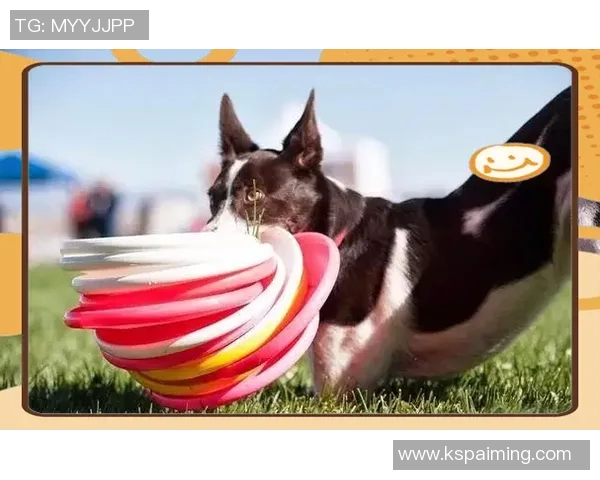 飞盘新手必看：从基础力量训练到技巧提升的全面指南